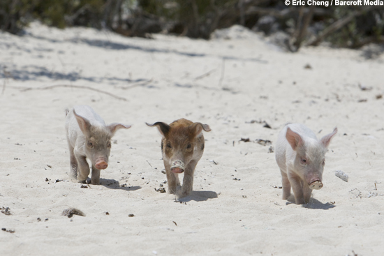 Bahama Pigs