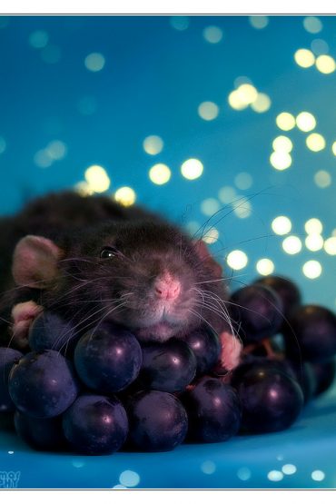 sweetest rats