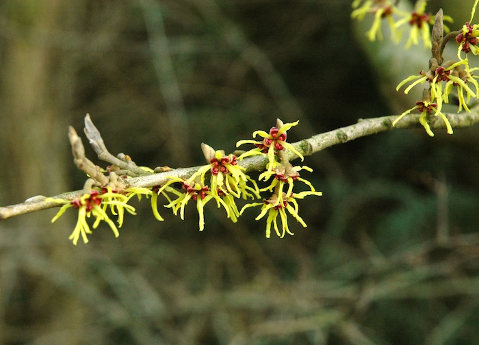 The magical witch hazel