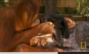 animal friendship