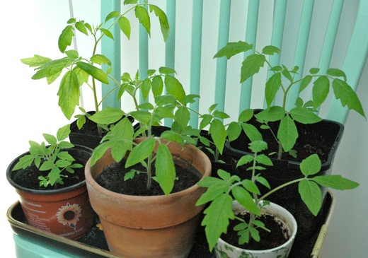 The tomatoe plants are growing bigger and bigger...