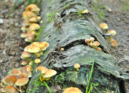 Little forest mushrooms