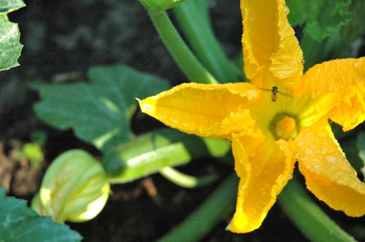 A zucchini flower