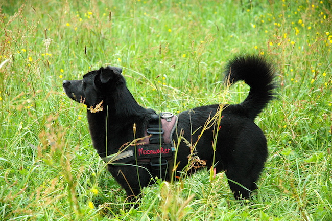 Fritzi in the grass field
