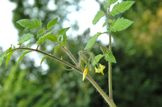 The first tomato flower
