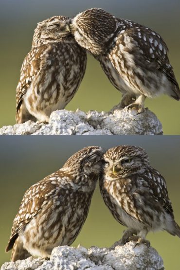 kissing owls