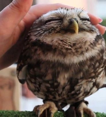 baby owl