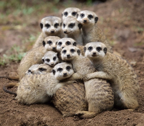 Group hug (Via: http://pinterest.com/pin/79798224617331446/)