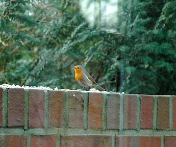A robin bird sitting on our wall