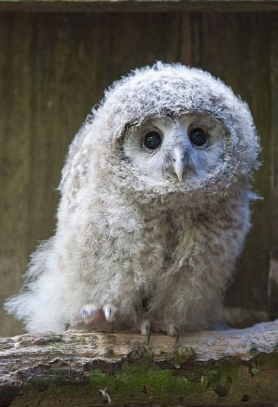 Greenderella | owl baby via http://pinterest.com/pin/282108364128364843/