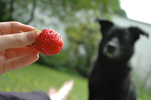 While laying in the garden (and eating strawberries) Fritzi the food-beggar showed up