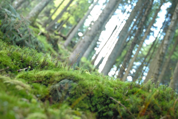 We took a walk in a beautiful moss covert forest