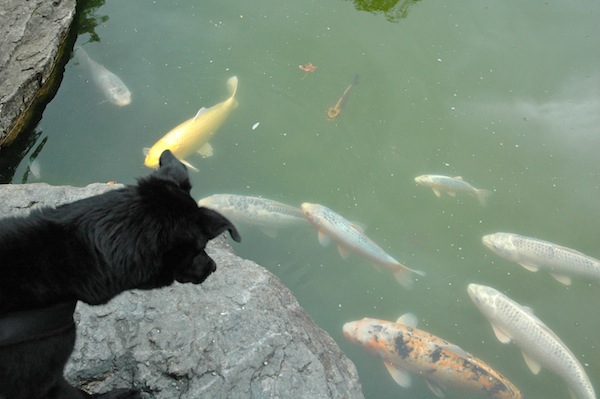 For the first time, Fritzi saw fish and he was totally fascinated 