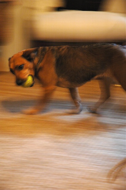 Jule playing with her favorite ball