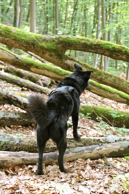 Fritzi on an adventurous forest trail
