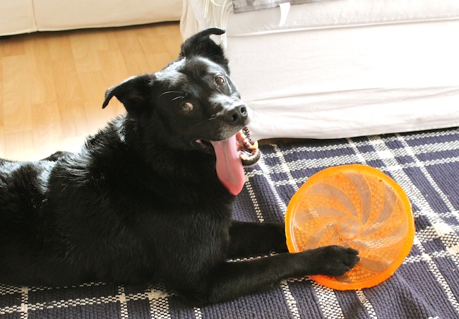 Fritzi and his frisbee