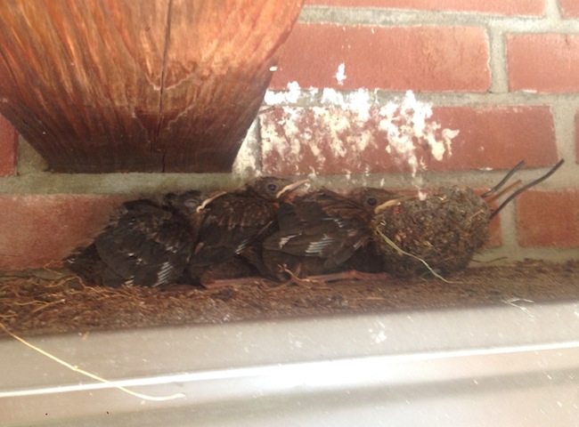 Baby birds without nest