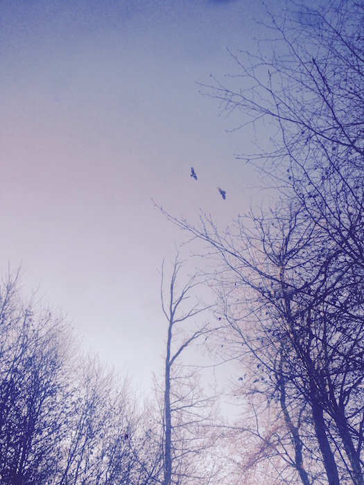 Birds gliding through the air