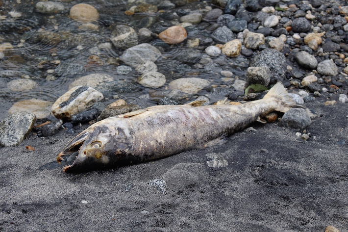 Huge dead salmon