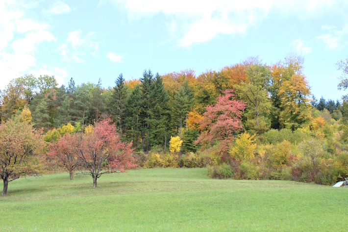 Colorful October trees