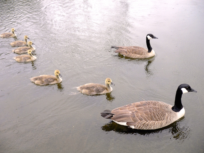 Wild Geese and babies