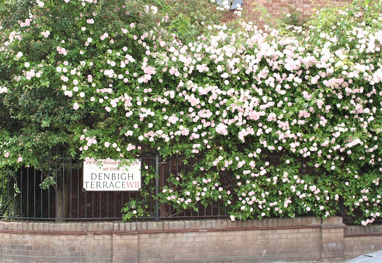 Notting Hill Roses