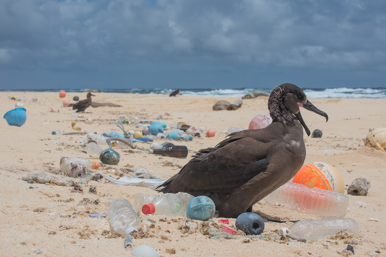 Bird surrounded by plastic