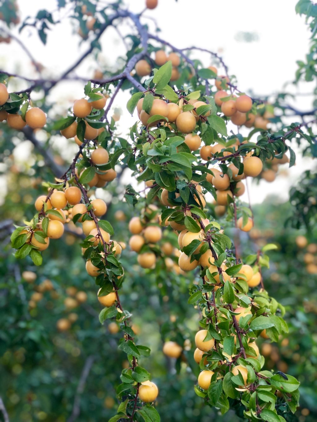 tuscany fruit